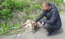 ARACIN ÇARPTIĞI KARACA TEDAVİ ALTINA ALINDI